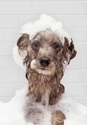 IClean Dog Wash